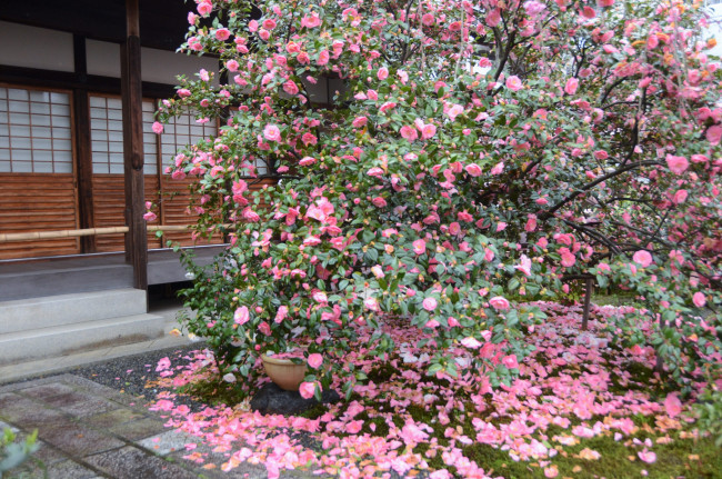 Обои картинки фото цветы, камелии, куст