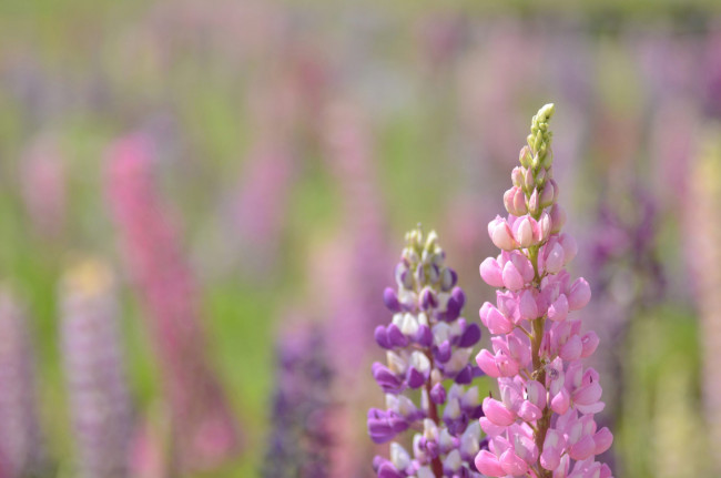 Обои картинки фото цветы, люпин