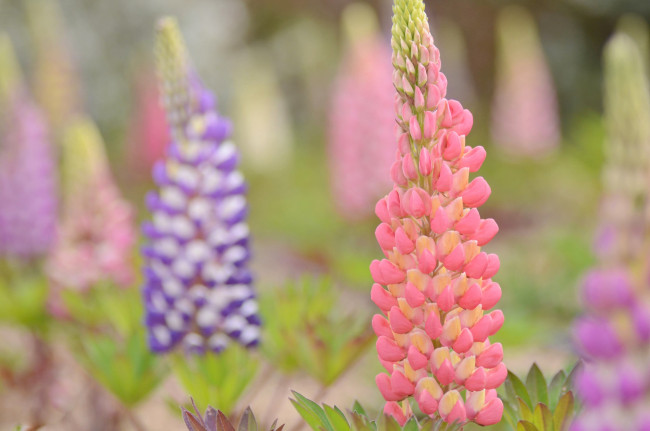 Обои картинки фото цветы, люпин, эротика