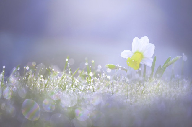 Обои картинки фото цветы, нарциссы, нарцисс, свет, весна