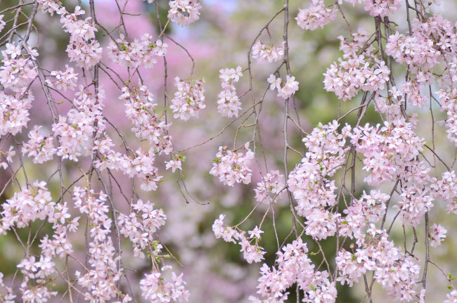 Обои картинки фото цветы, сакура,  вишня, нежность