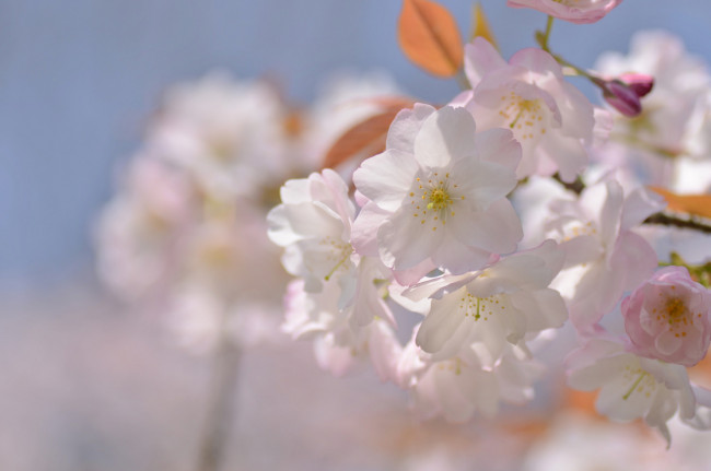 Обои картинки фото цветы, сакура,  вишня, нежность