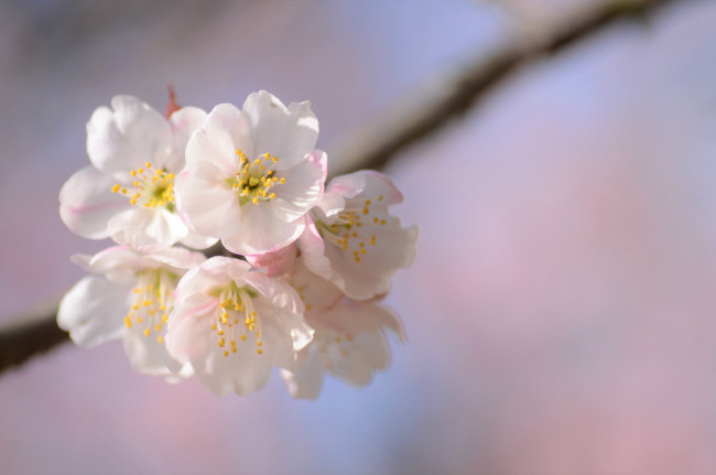 Обои картинки фото цветы, сакура,  вишня, нежность