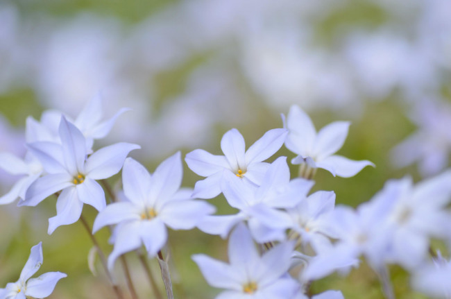 Обои картинки фото цветы, табак