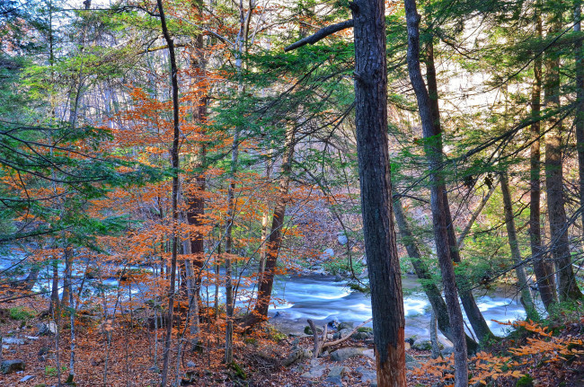 Обои картинки фото природа, реки, озера, река, лес