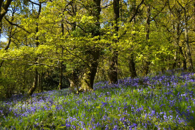 Обои картинки фото природа, лес, деревья