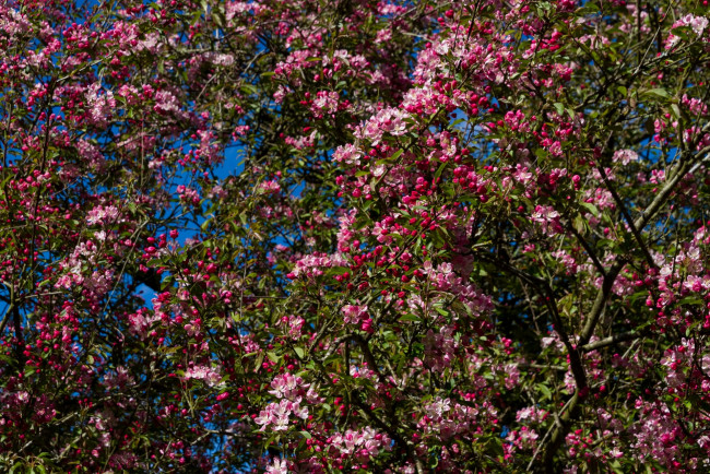 Обои картинки фото цветы, цветущие деревья ,  кустарники, ветки