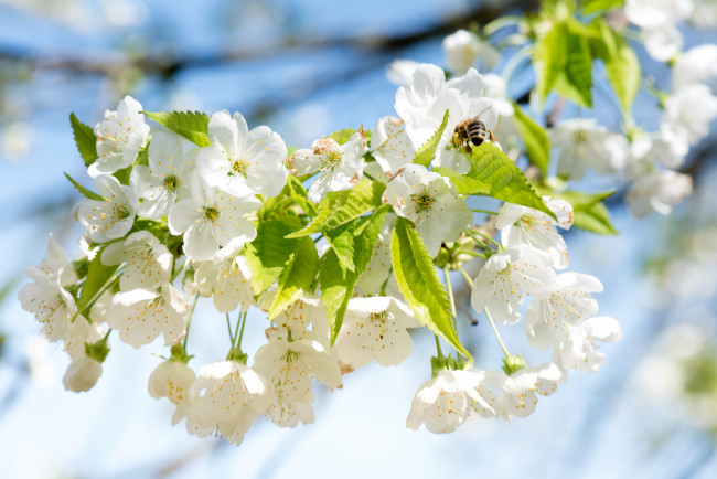 Обои картинки фото цветы, цветущие деревья ,  кустарники, ветка, листья, цветки, цветущая, веточка