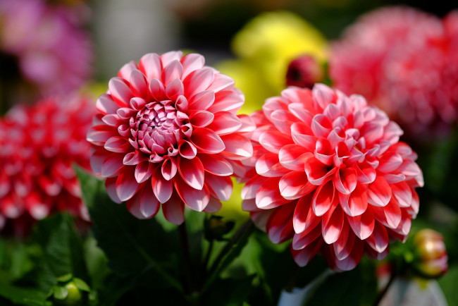 Обои картинки фото цветы, георгины, цветение, георгин, бутоны, лепестки