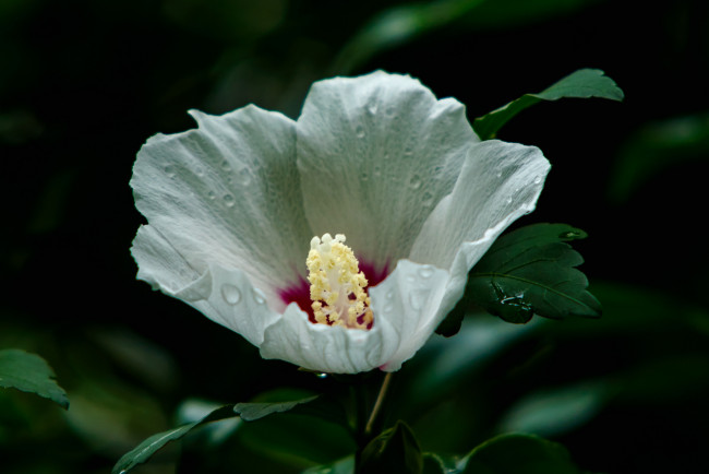 Обои картинки фото цветы, гибискусы, цветение, ярко, листики, гибискус, лепестки, тычинки