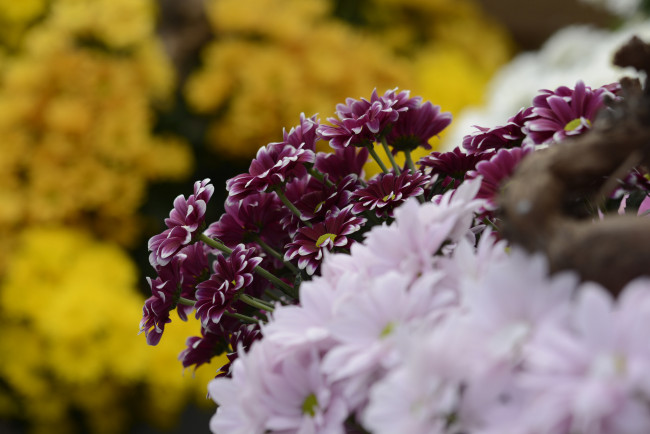 Обои картинки фото цветы, хризантемы, цветение, лепестки