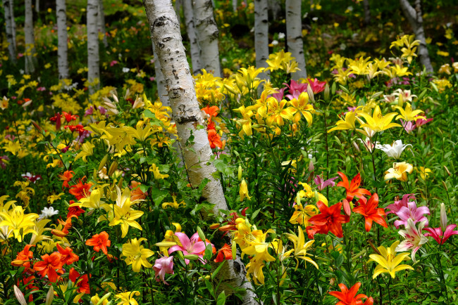 Обои картинки фото цветы, лилии,  лилейники, buds, lily, цветение, бутоны, розовые, pink, blooms