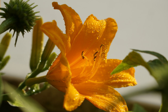 Обои картинки фото цветы, лилии,  лилейники, розовая, цветение, тычинки, лепестки, цветки, ветка