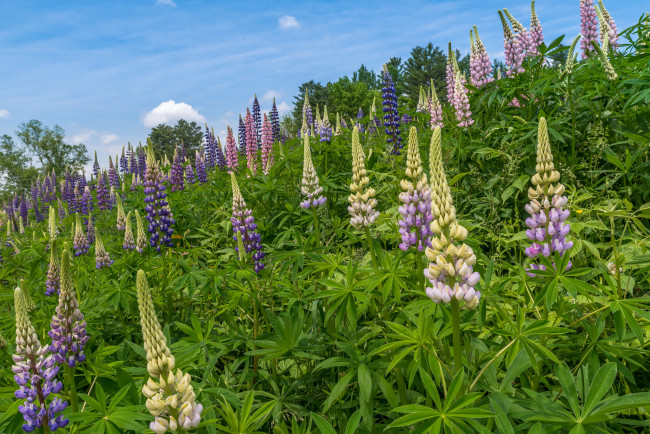 Обои картинки фото цветы, люпин, цветки, бутоны, лепестки, веточка, цветение