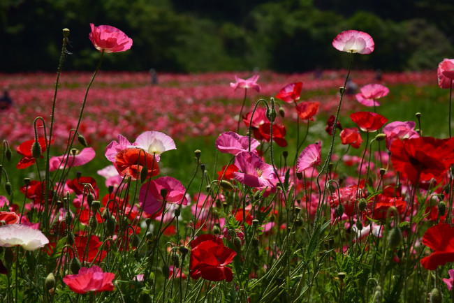 Обои картинки фото цветы, маки, луг, лето