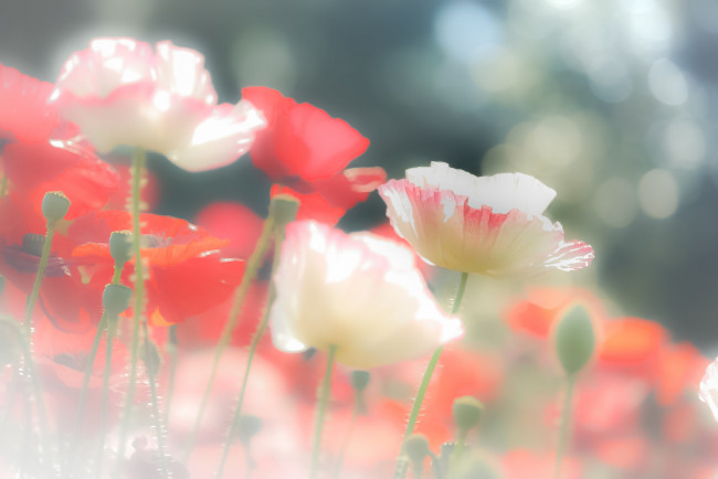 Обои картинки фото цветы, маки, мак, природа, поле, луг, лепестки