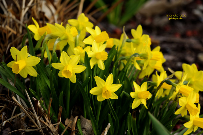 Обои картинки фото цветы, нарциссы, цветение, нарцисс, лепестки, желтый