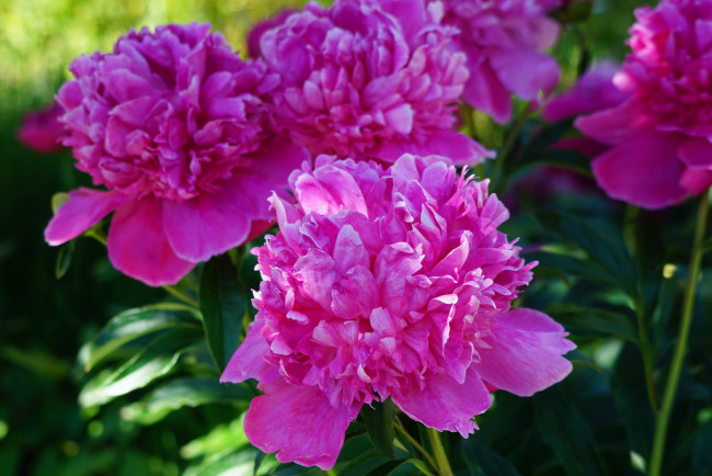 Обои картинки фото цветы, пионы, куст, цветение, листья, лепестки
