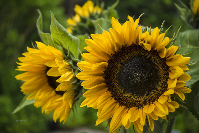 Обои картинки фото цветы, подсолнухи, цветение, листья, подсолнух