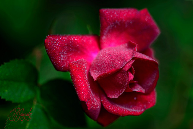 Обои картинки фото цветы, розы, blossoms, leaves, petals, bud, rose, листья, лепестки, бутон, роза, цветение