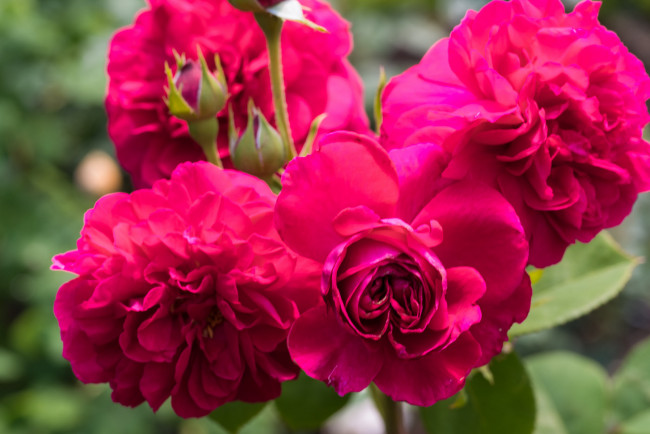 Обои картинки фото цветы, розы, лепестки, роза, бутон, bud, petals, leaves, blossoms, rose, цветение, листья