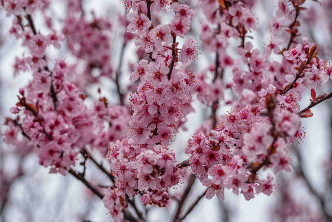 Обои картинки фото цветы, сакура,  вишня, ветки