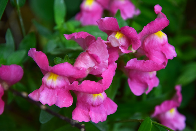 Обои картинки фото львиный зев, цветы, листики, цветение, собачки