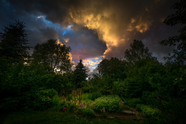 Обои картинки фото природа, лес, деревья