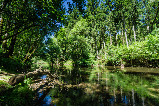 Обои картинки фото природа, реки, озера, река, лес