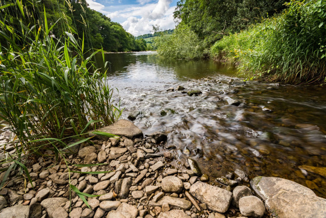 Обои картинки фото природа, реки, озера, река, лес