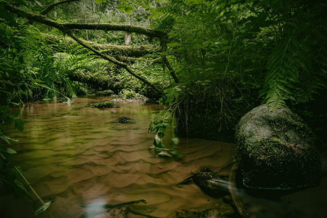 Обои картинки фото природа, реки, озера, река, лес