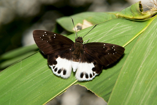 Обои картинки фото животные, бабочки,  мотыльки,  моли, бабочка