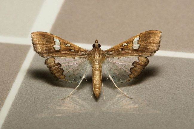 Обои картинки фото животные, бабочки,  мотыльки,  моли, моль