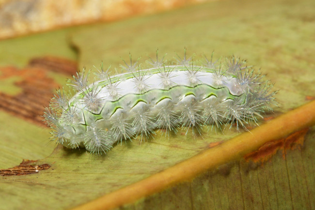 Обои картинки фото животные, гусеницы, гусеница