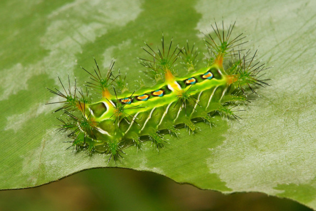 Обои картинки фото животные, гусеницы, макро