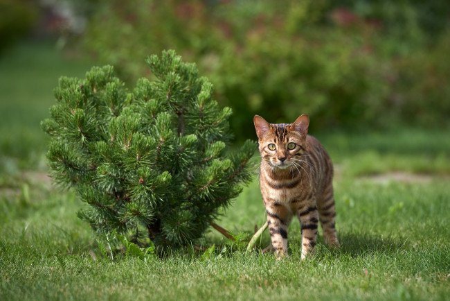 Обои картинки фото животные, коты, окрас, животное, шерсть, кошка, порода
