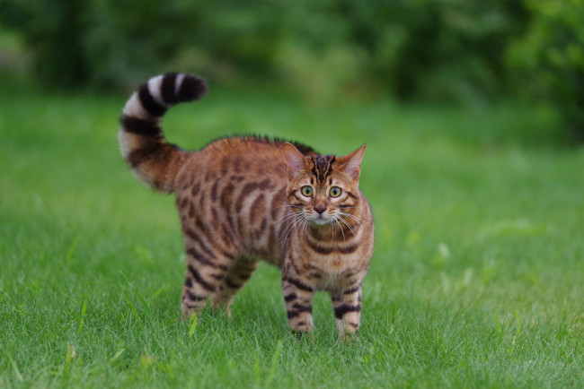 Обои картинки фото животные, коты, животное, шерсть, окрас, кошка, порода