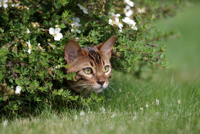 Обои картинки фото животные, коты, животное, взгляд, усы, фон, котик