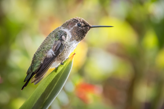 Обои картинки фото животные, птицы, перья, птица, милашка, окрас