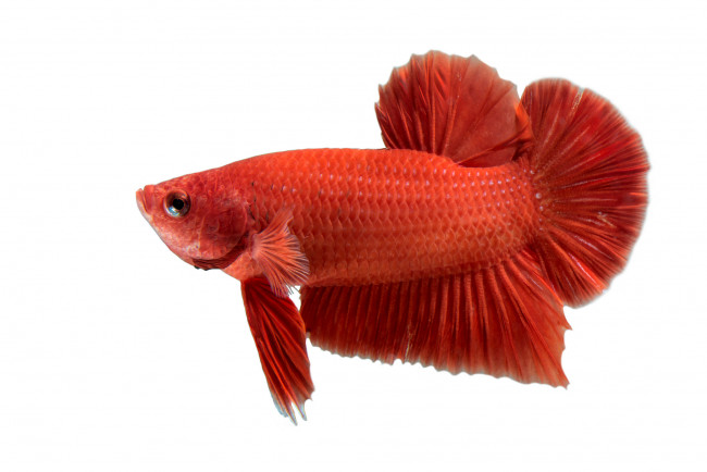 Обои картинки фото животные, рыбы, рыбка