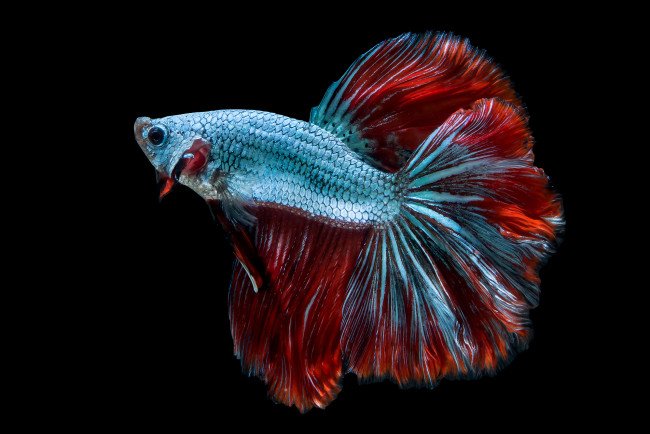 Обои картинки фото животные, рыбы, рыбка