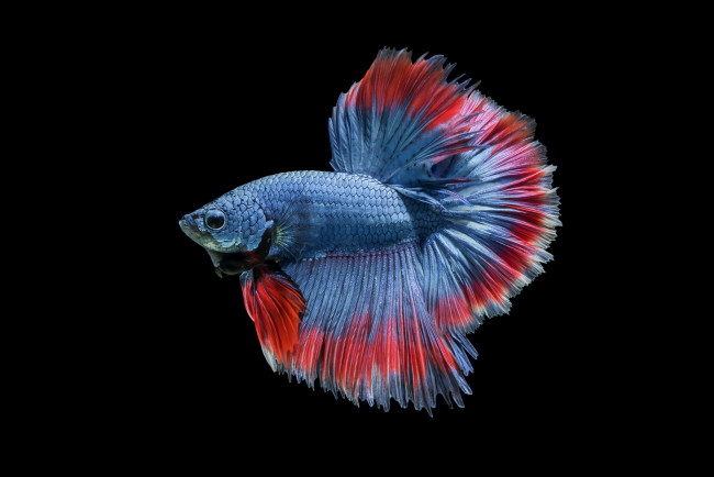 Обои картинки фото животные, рыбы, рыбка