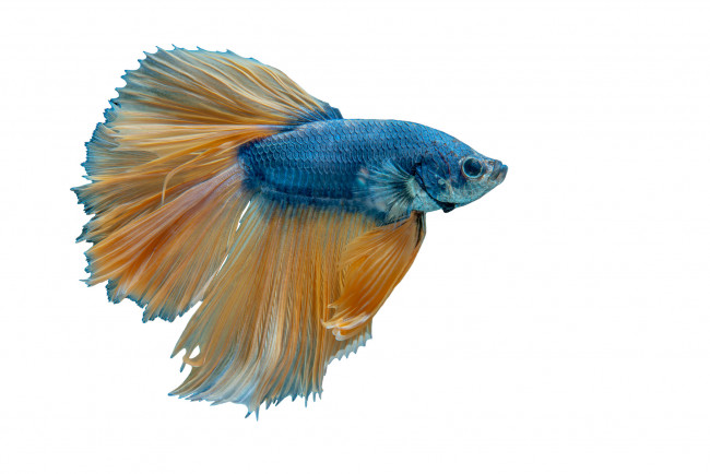 Обои картинки фото животные, рыбы, рыбка