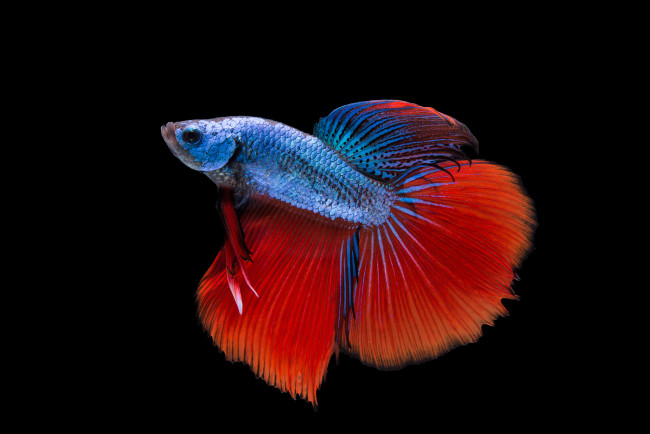 Обои картинки фото животные, рыбы, рыбка