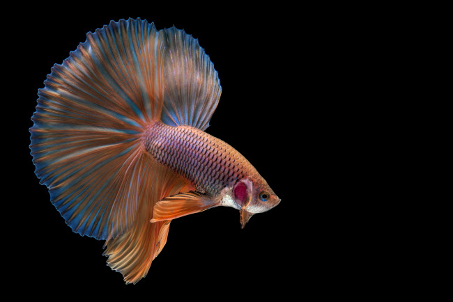 Обои картинки фото животные, рыбы, рыбка