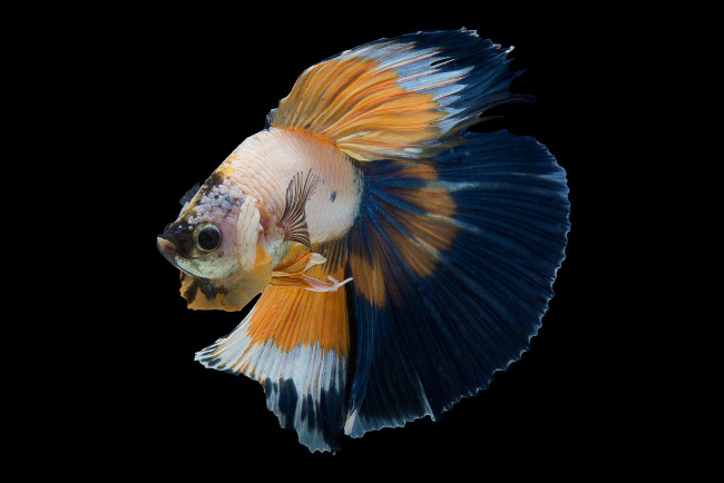 Обои картинки фото животные, рыбы, рыбка