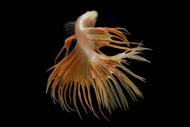 Обои картинки фото животные, рыбы, рыбка