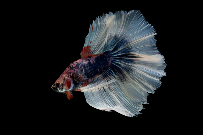 Обои картинки фото животные, рыбы, рыбка