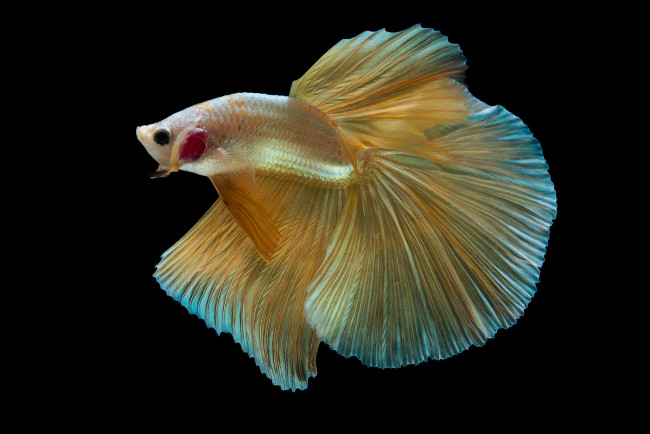 Обои картинки фото животные, рыбы, рыбка