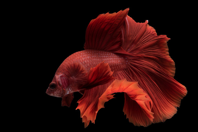 Обои картинки фото животные, рыбы, рыбка